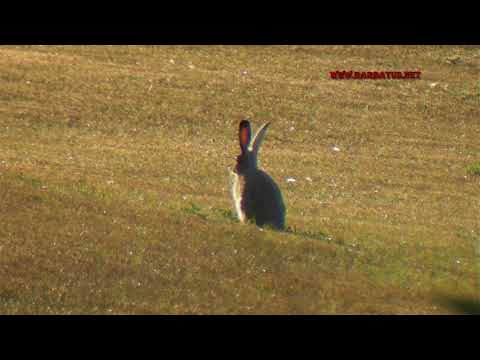 Liebre americana ( Lepus americanus ) Snowshoe Hare