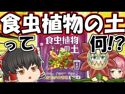 SOS Louvette: サラダを食べる白い虫を駆除するにはどうすればよいですか?  庭園