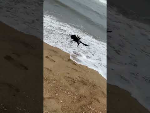 Uthandi Beach #Matsya Narayana Swamy Temple #Tamilnadu #Chennai #Beaches