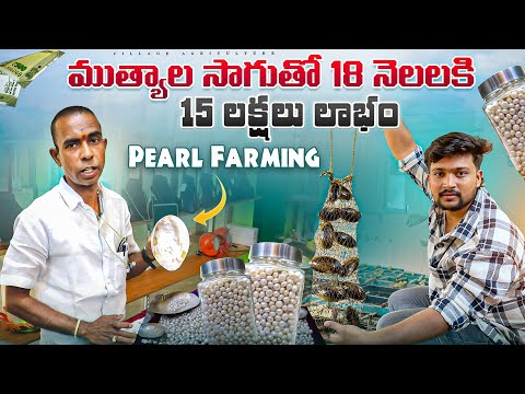 ముత్యాల సాగుతో లక్షల్లో ఆదాయం! 💰👌 || ఇంట్లో కూడా చేయవచ్చు || Pearl Farming Business పూర్తి వివరాలు |