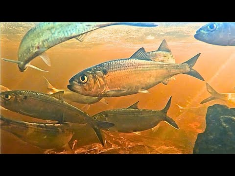 River Herring Run! Underwater Views of the River Herring.