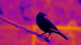 Malk de koijn - Sikoinerz