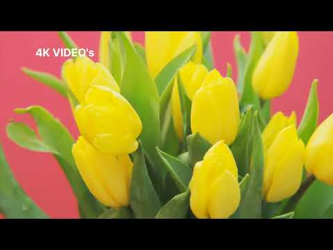 The Largest Flower Collection in the World 8K HDR  , Ultra video #4k_video