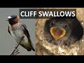 CLIFF SWALLOWS, identification vs Barn Swallows,  babies, nests and more  Petrochelidon pyrrhonota