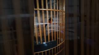 Download lagu murai batu tidur malam mp3