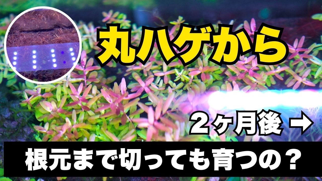 根元までバッサリ切った水草、2ヶ月後がこちらです【90cmスリム水槽】アクアリウム