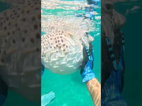 Catching A Puffer Fish With My Hands