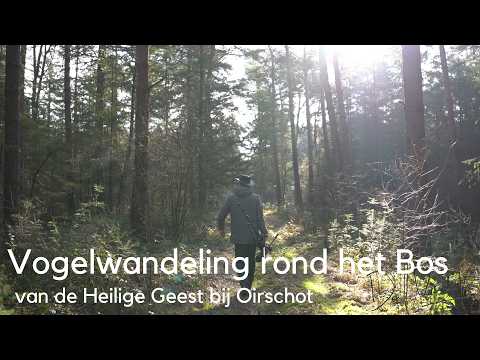 Vogelwandeling door het Bos van de Heilige Geest bij Oirschot #1729