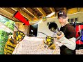Massive Yellow Jacket Nest In Crawlspace Wasp Nest Removals