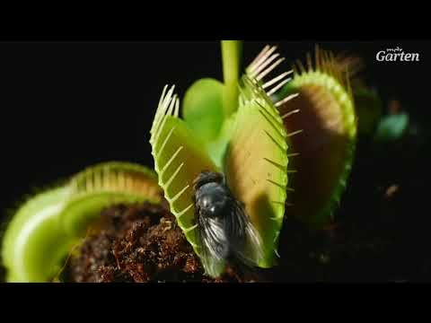 Fascinating: How carnivorous plants catch their prey | MDR Garden