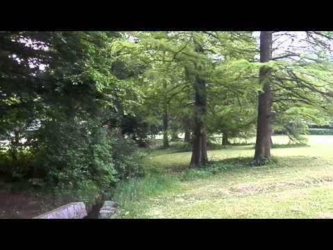 Taksodiji v Tivoliju (Taxodium distichum), Ljubljana, Slovenija