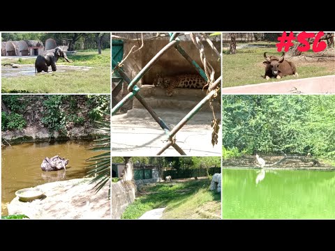 I visited Zoo first Time with Kanav😃😄 || Ham gye Zoo #vloggers #fun #tiger #bear #beautiful #grass