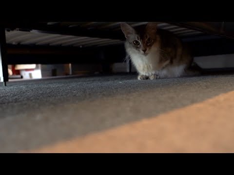 5 Ways to Get the Cat Out from under the Bed