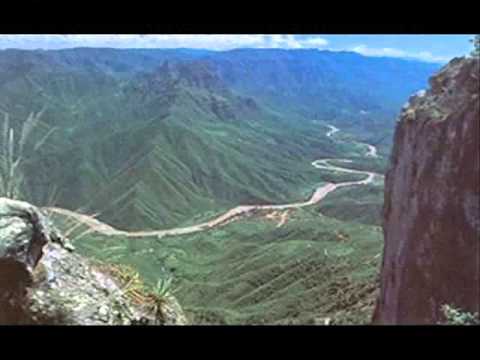 Rey pobre los gallitos de chihuahua