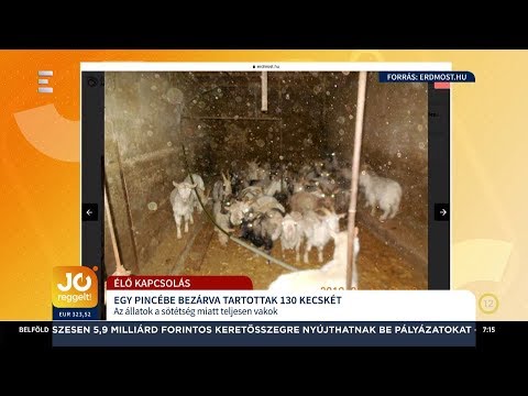 küzdelem az ember helmintjaival szemben provokációk a Trichomonas szal