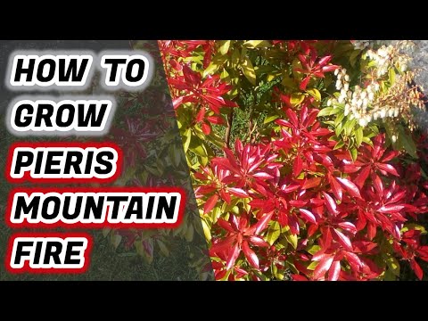 How To Grow Pieris Japonica Mountain Fire : Lily of the Valley Shrub