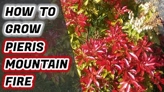 How To Grow Pieris Japonica Mountain Fire : Lily of the Valley Shrub