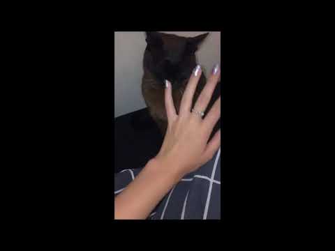 TAKE MY COLLAR OFF & MEET MY LONG LOST SISTER (NOTCLICKBAIT!!!)