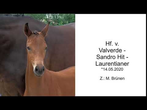 Hf v Valverde x Sandro Hit x Laurentianer 2020