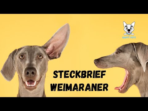 Weimaraner Steckbrief - Informationen zur Rasse #weimaraner - Rassenbeschreibung, Rassenportrait
