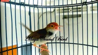 Download lagu Prenjak Gacor - Pancingan Prenjak Lumut Muda Agar Bunyi  - Masteran Suara Pikat Prenjak Kepala Merah mp3