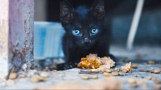 【猫ドキュメンタリー】富裕国カタールの野良猫をアメリカへ救え！国外救出ミッション／映画『猫たちと7000マイルの旅』予告編