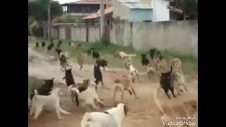 Gang Fight || Between 100 Street Dogs Fight || Latest Video 2017