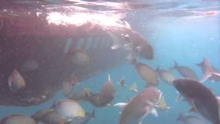 preview picture of video 'Giant Trevally Feeding at Toyapakeh'