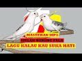 Masteran Siulan Falk Kalau Kau Suka Hati Durasi Full 1 Jam Di Jamin Gacor