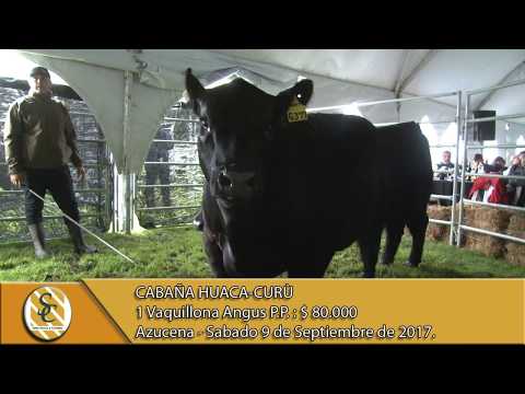 09-09-17 Venta de Vaquillonas P.P. - Cabaña Huaca Curù - Azucena.