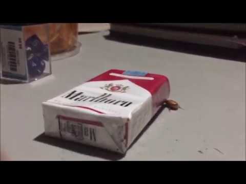 1 Minute of A Bug Pushing A Cigarette Pack