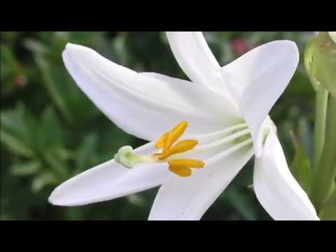 12 types of beautiful white lily flowers