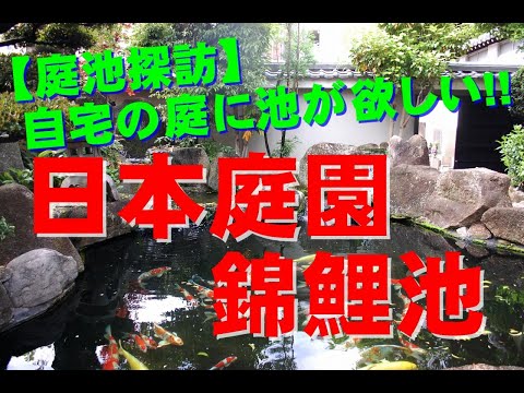 gros-plan-bassin-poisson-contemporain-carpe-koi