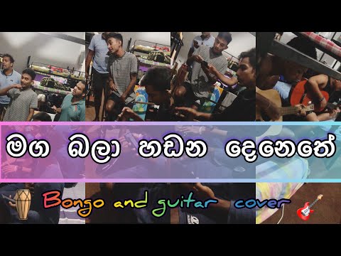 මග බලා හඩන දෙනෙතේ/bachi susan/maga bala hadana denethe/bongo and guitar cover/@bodima_official775 song