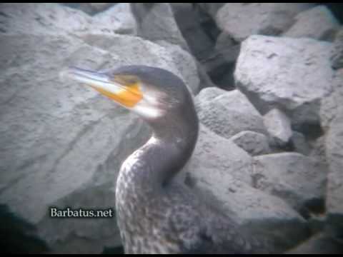 Cormoran grande ( Phalacrocorax carbo )