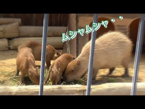 カピバラ家族仲良く餌を食べる（王子動物園）Capybara eats food.