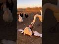 "Weasel Attacks Chicken… But the swan Strikes Back" #weasel #chicken #swan #shorts