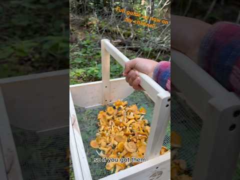 Chanterelles - the complete guide to this EDIBLE mushroom! Part 1