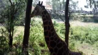 preview picture of video 'Junge Giraffe im Haller Park (Bamburi) Mombasa Kenia'