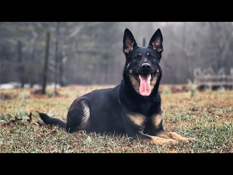 Freyja von Hanrahaus - Training 1-2023