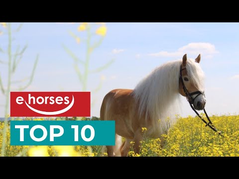 , title : 'Top 10 Haflinger Horses'