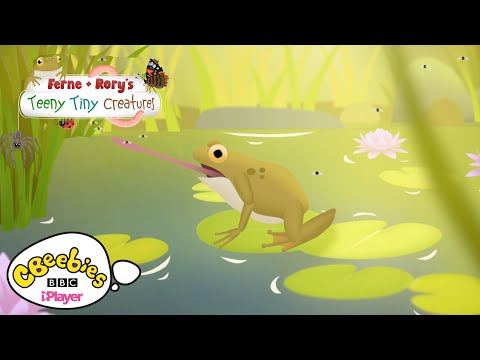 Facts about Frogs | Ferne & Rory's Teeny Tiny Creatures | CBeebies