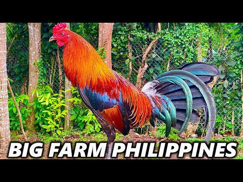 BIG FARM‼️Pure Gilmore Hatch Sweater Grey Kelso ⛔ KI FARM