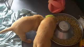 Video preview image #16 Labrador Retriever Puppy For Sale in WEST SALEM, WI, USA