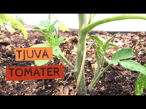 , title : 'TJUVA TOMATER - Hur och varför ska man tjuva sina tomater? Såhär gör jag.'