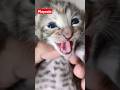 Suara Anak Kucing Memanggil Induknya Shorts Kucing Kucinglucu