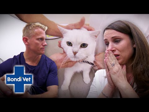 Cat Wakes Up Blind After Heart Stops During Surgery 😱 | Full Episode | E40 | Bondi Vet