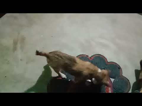 Jubo Dag playing with linda😉😉😉🤩😍😍#dog #dogs