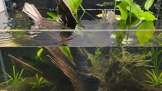 Aquarium Amazonien Watch HD Mp4 Videos Download Free