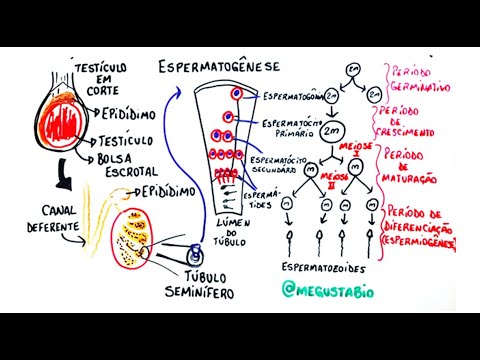 Male Gametogenesis - Summary by Professor Gustavo Schmidt